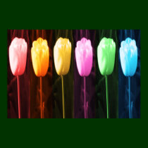 Tulips 3 posters by doonagiri Tulips 3 posters