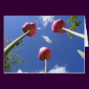 Tulips 3 "Worms eye view" ~ card