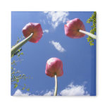Tulips 3 "Worms eye view" ~ magnet