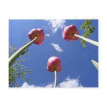 Tulips 3  'Worms eye view' ~ postcard