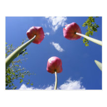 Tulips 3  'Worms eye view' ~ postcard