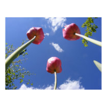 Tulips 3 'Worms eye view' ~ print