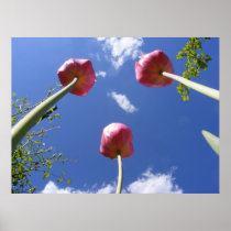 Tulips 3 'Worms eye view' ~ print