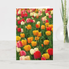 Tulips 5 Easter Card