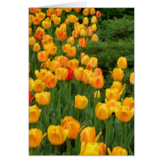 Tulips 6 Easter Card