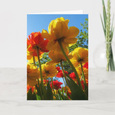Tulips 8 Easter Card