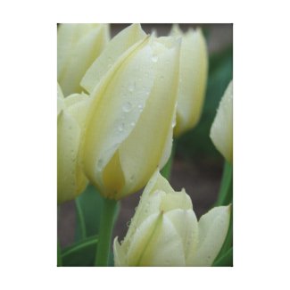 Tulips After The Rain Canvas Print