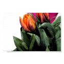 Tulips Again posters by zipora Tulips Again posters
