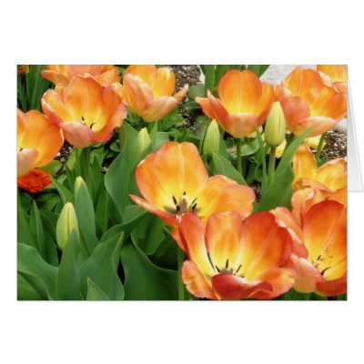 Tulips ala Turk Card by wolfsongdesign