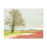 field, tulips, daffodils, spring, rural,