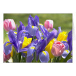 Tulips And Irises Flowers Greeting Card