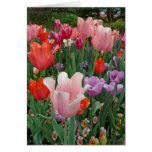 Tulips and Pansies 2 Greeting Card