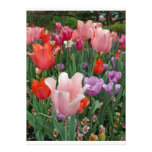 Tulips and Pansies 2 Invitations