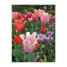 Tulips and Pansies 2 Invitations