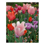 Tulips and Pansies 2 Print