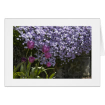 Tulips and Phlox Card