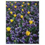 Tulips and violas flyer design