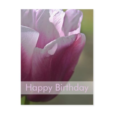 Tulips Birthday Postcard | Geburtstagskarte Tulpen by HortusFloridus