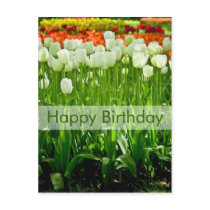 Tulips Birthday Postcard | Geburtstagskarte Tulpen