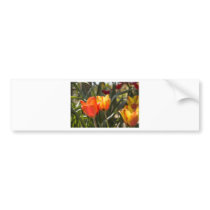 Tulips Bumper Sticker