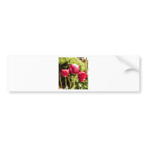 Tulips Bumper Stickers