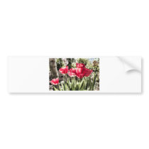 Tulips Bumper Stickers