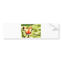 Tulips Bumper Stickers