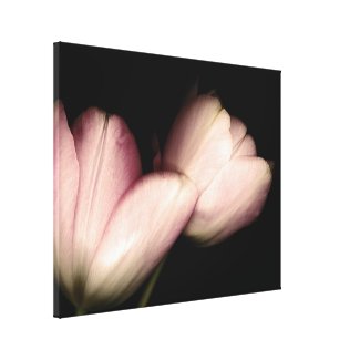 Tulips Stretched Canvas Prints