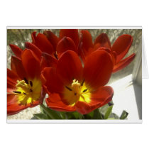 tulips cards