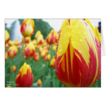 Tulips cards
