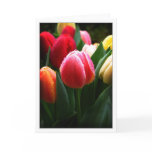 Tulips Card