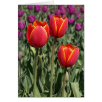 Tulips cards by cleverocity Tulips cards