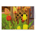 Tulips cards by nmpics Tulips cards