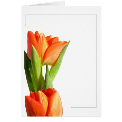 Tulips Greeting Cards by mlane53