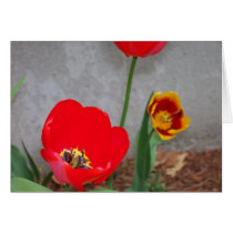 Tulips cards