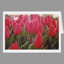 Tulips cards