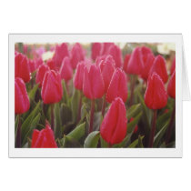 Tulips cards