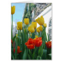 Tulips cards