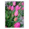 Tulips cards