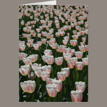 Tulips cards
