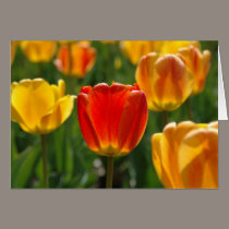 Tulips cards