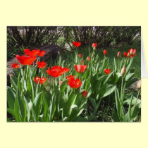 Tulips cards