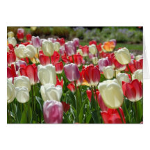 Tulips Cards
