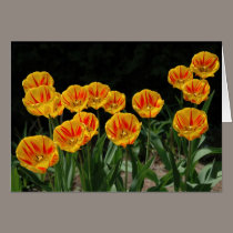 Tulips cards