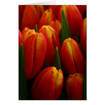 Tulips Cards