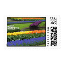 Tulips Daffodil Grape Hyacinth Flower Garden Stamp stamps