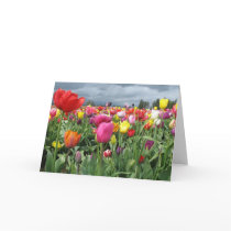 Tulips Field Cards