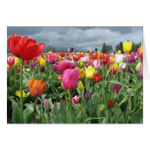 Tulips Field Cards