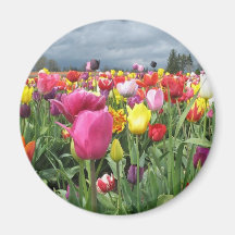 Tulips Field Magnet