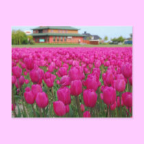 Tulpe-Feld postkarten